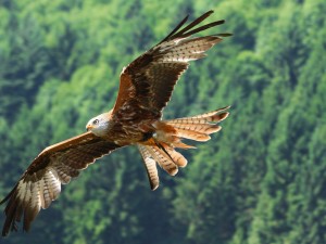 Red Kite in flight wings spread forest wallpaper