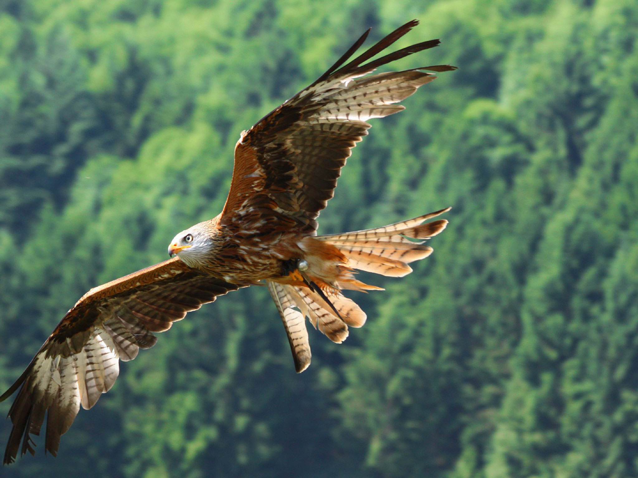 Red Kite in flight wings spread forest wallpaper