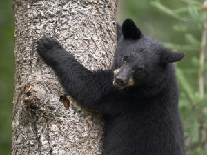 black-bear-cub-scaling-tree-wallpaper