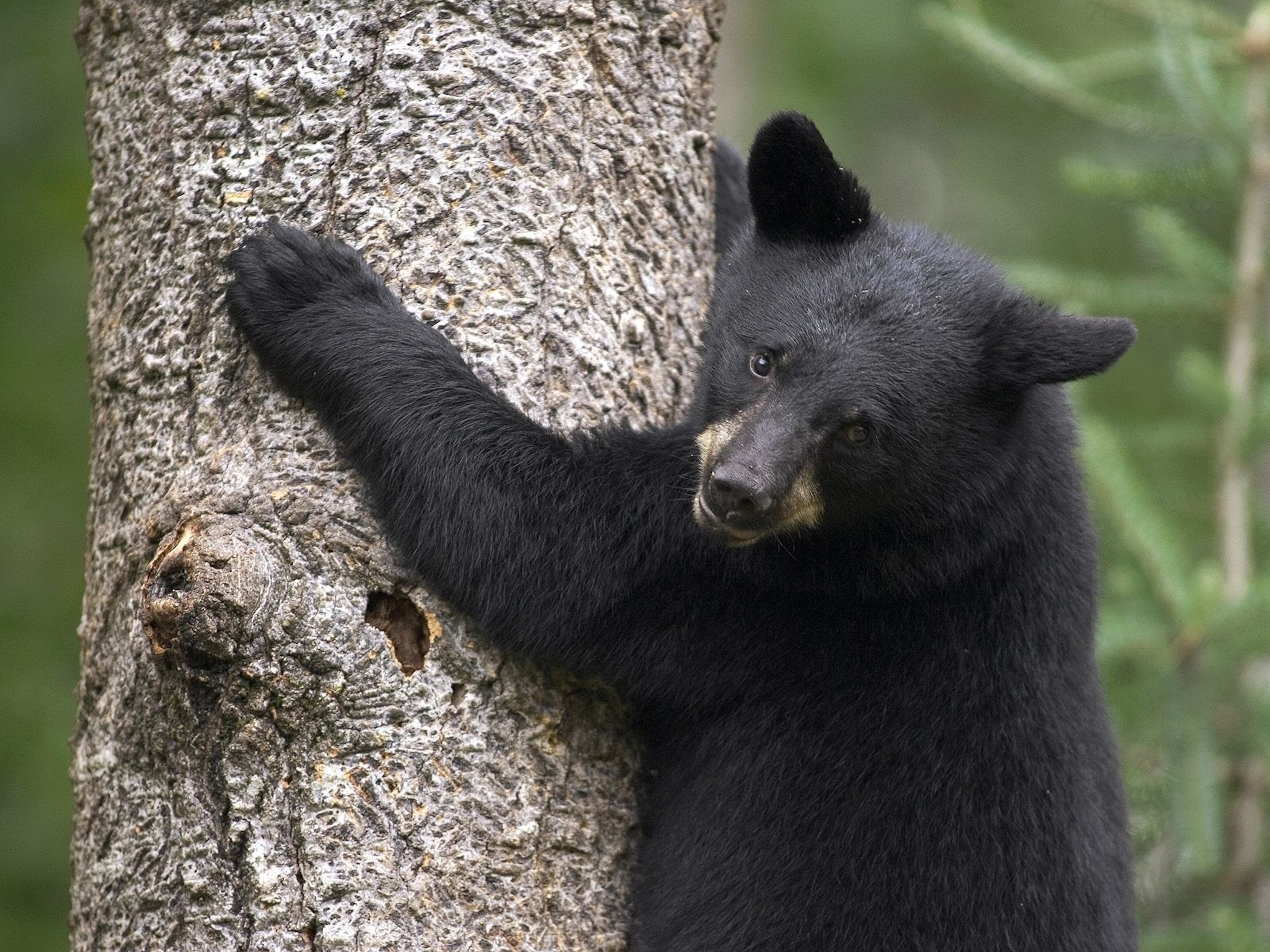 black-bear-cub-scaling-tree-wallpaper
