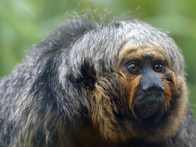Brazilian Saki Monkey Wallpaper