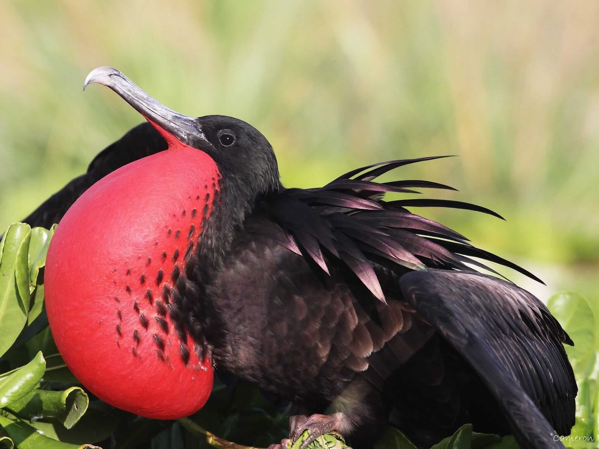 Frigatebird Wallpaper with male bird showing large red throat pouch