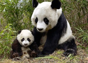 giant-pandas-wolong-nature-reserve-wallpaper