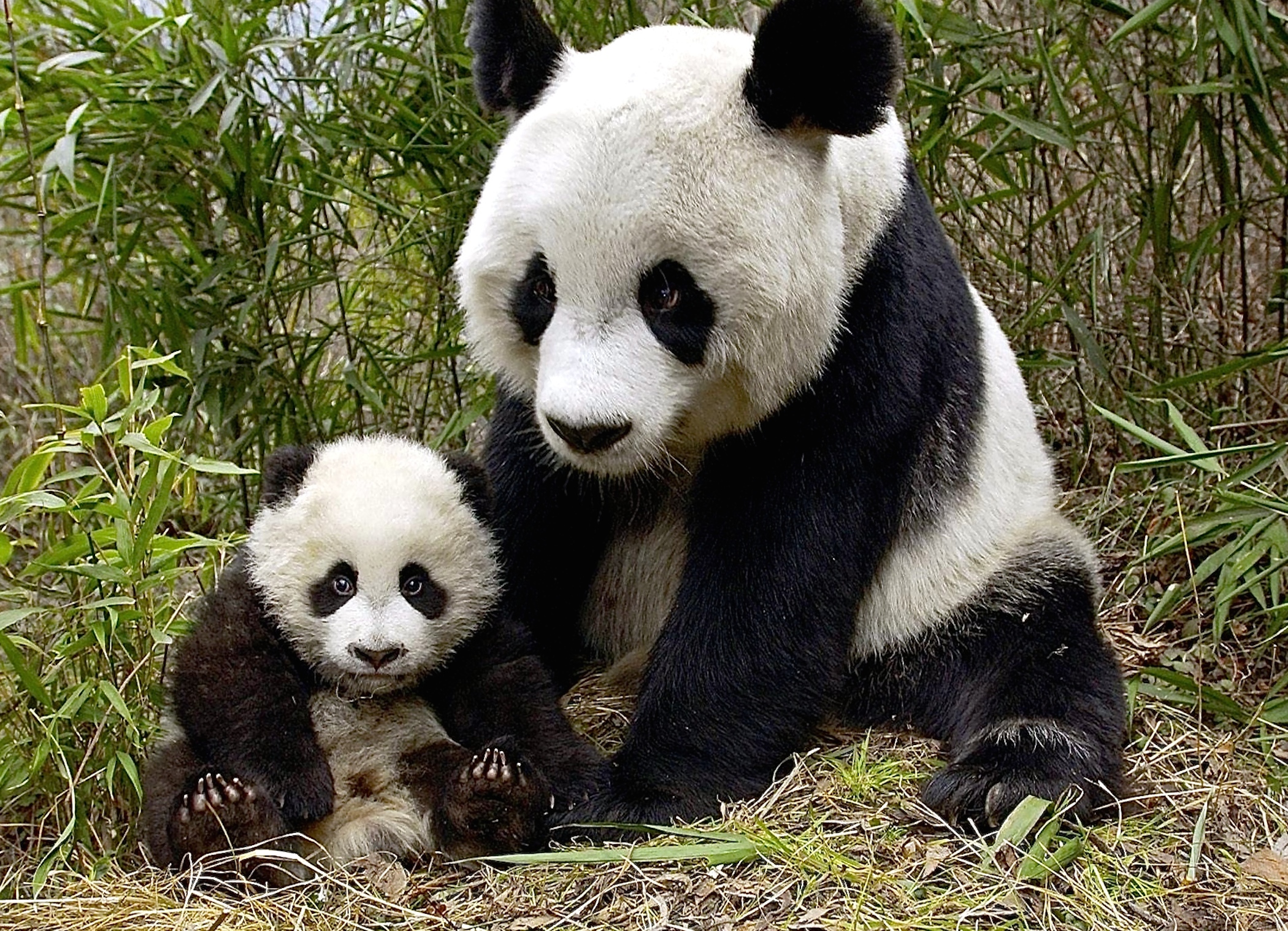 giant-pandas-wolong-nature-reserve-wallpaper