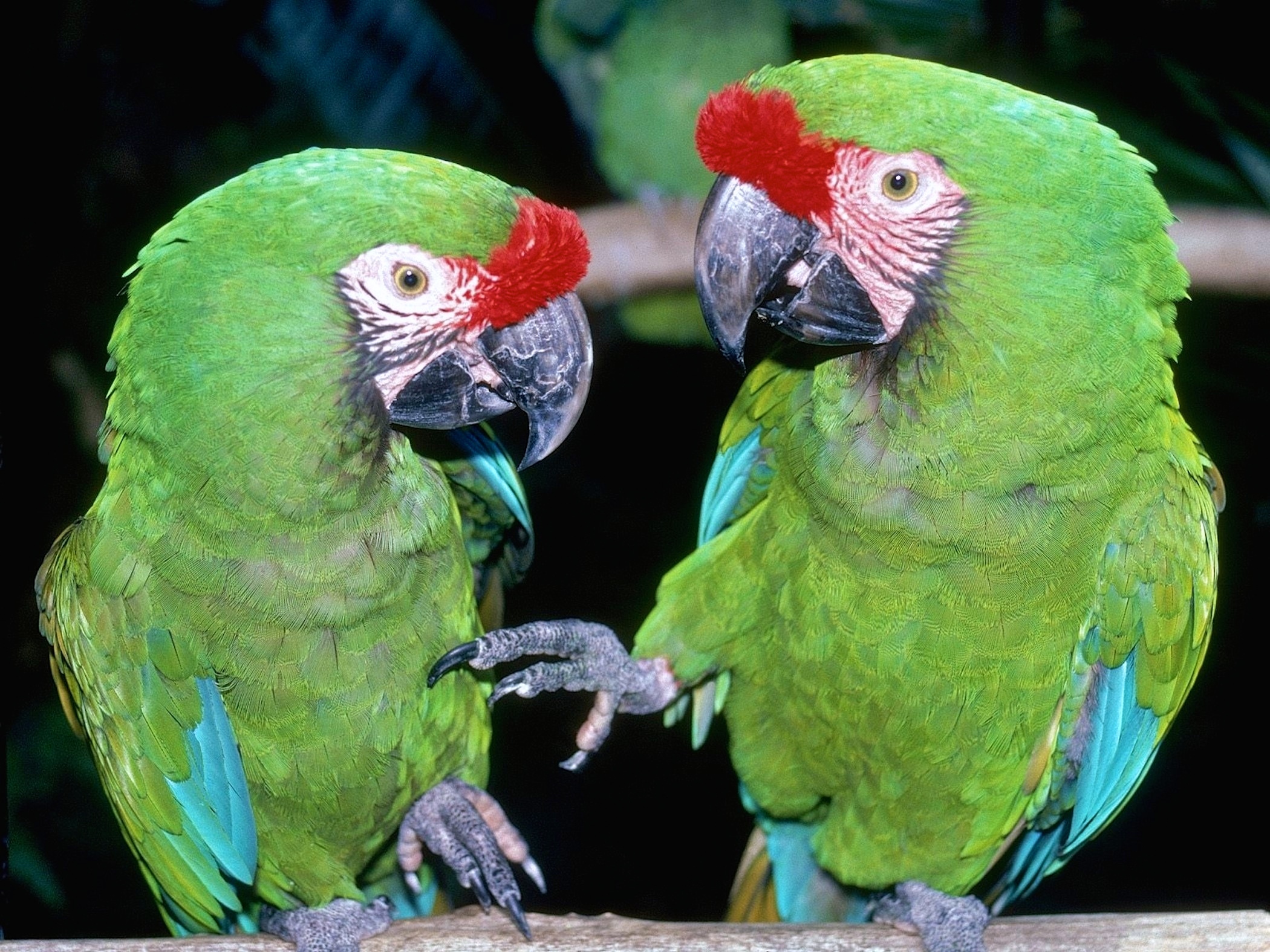 Great Green Macaws wallpaper — two macaws facing each other with vivid green plumage and red forehead patches in close-up