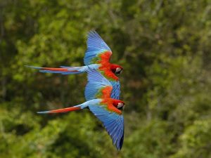 Green-Winged Macaws Wallpaper with two colorful parrots flying together