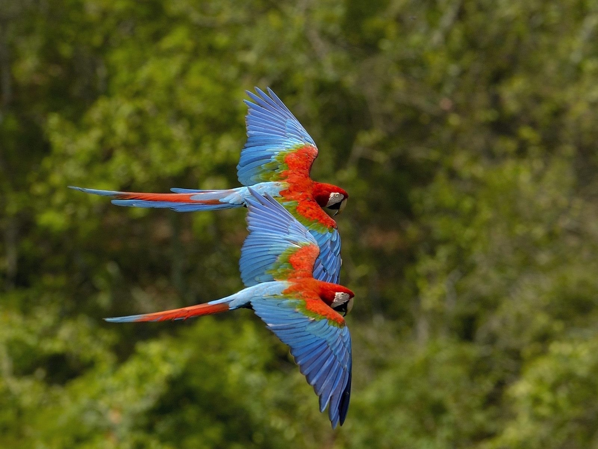 Green-Winged Macaws Wallpaper with two colorful parrots flying together