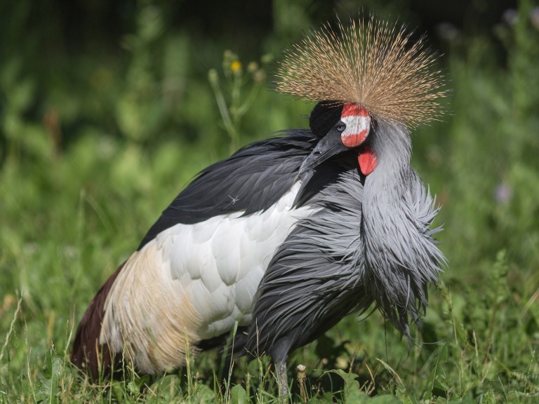 Grey Crowned Crane Wallpaper showing elegant bird with golden crown feathers