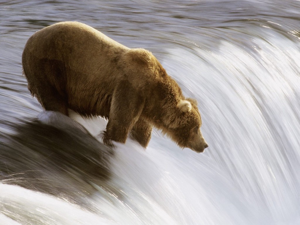 grizzly-bear-fishing-katmai-national-park-alaska-wallpaper