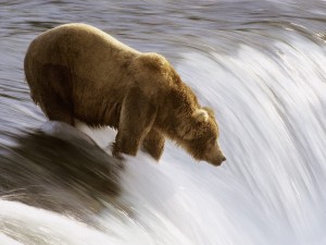 grizzly-bear-fishing-katmai-national-park-alaska-wallpaper