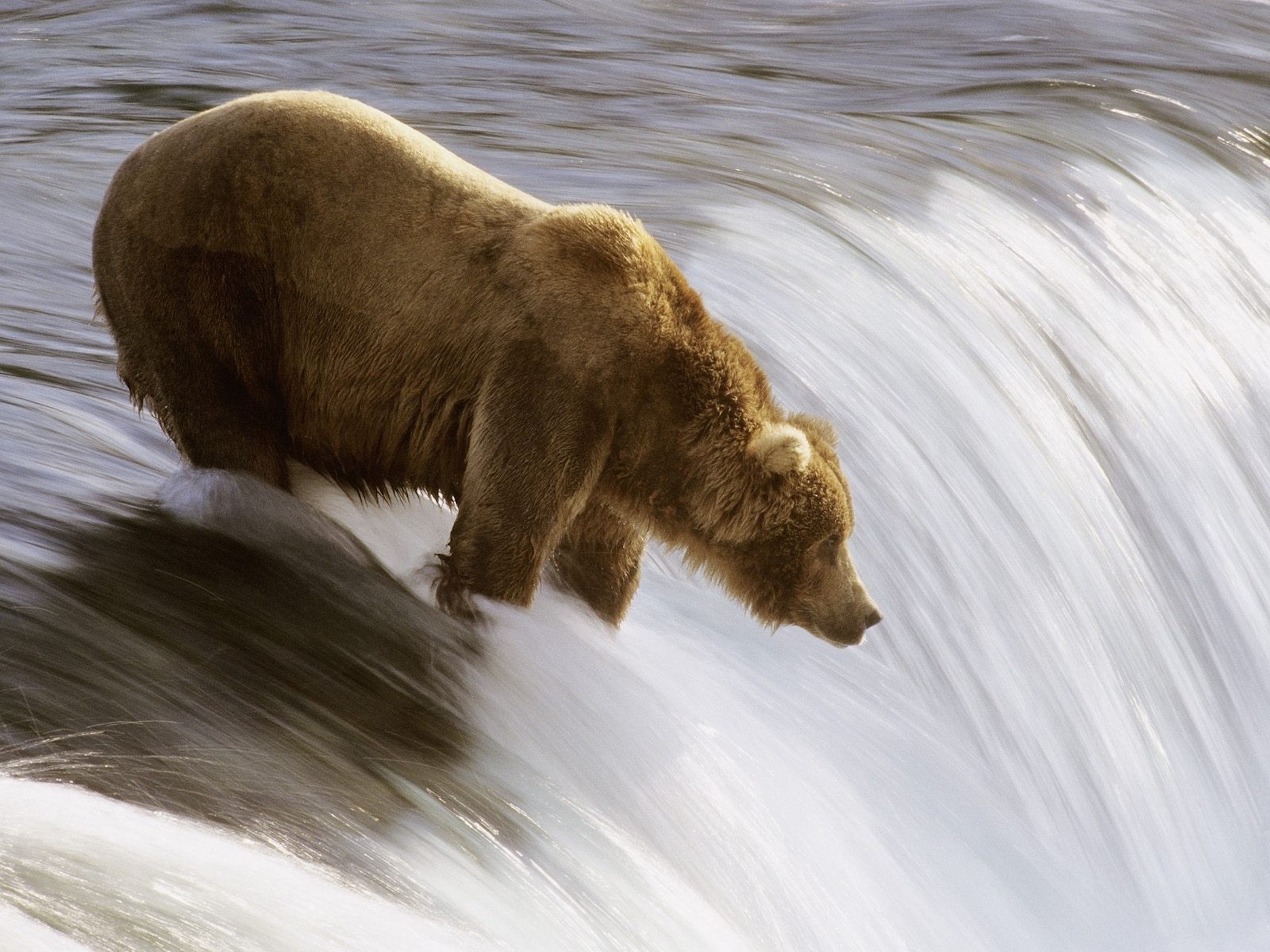 grizzly-bear-fishing-katmai-national-park-alaska-wallpaper
