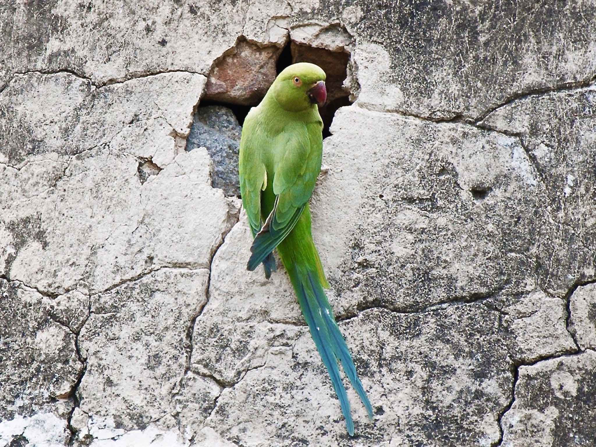 Indian Ringneck Parakeet wallpaper — vivid green parakeet with red beak clinging to crumbling ancient stone wall with long tail