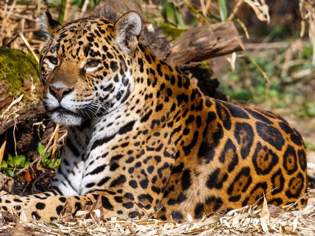 Jaguar Hiding Wallpaper