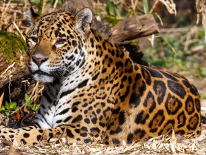 Jaguar Hiding Wallpaper