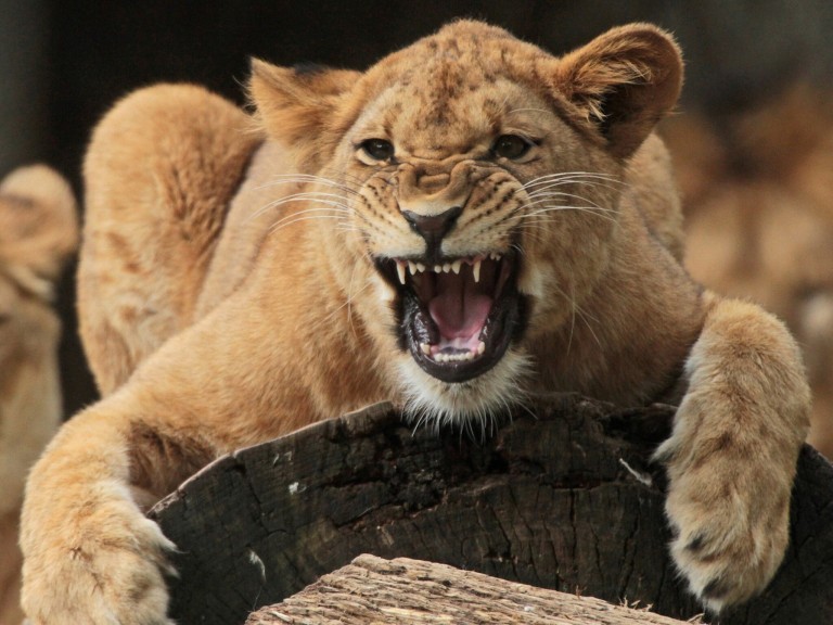 Lioness Growling Wallpaper