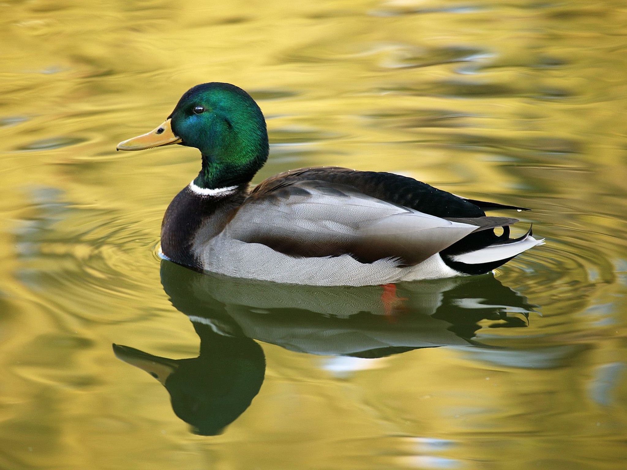 Mallard Swimming Wallpaper with colorful male duck floating on golden water