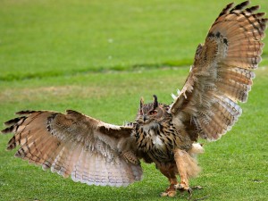Owl spreading wings wallpaper — Eurasian Eagle-Owl with full wings spread standing on grass with orange eyes facing camera