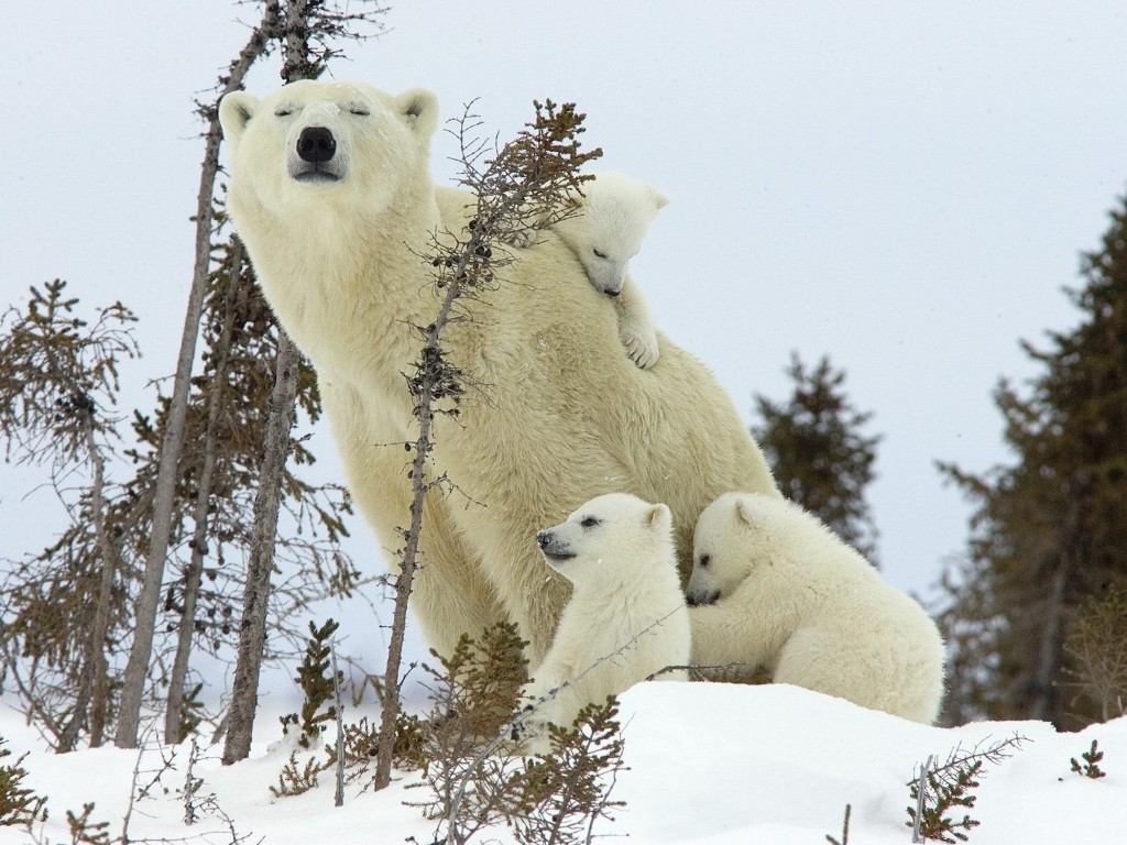 polar-bear-mother-cubs-wapusk-national-park-wallpaper