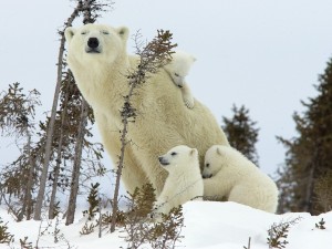polar-bear-mother-cubs-wapusk-national-park-wallpaper