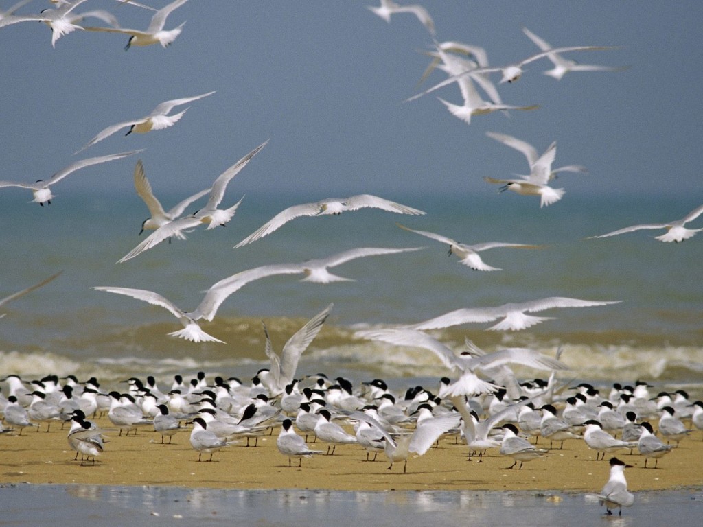 Sandwich Terns wallpaper — large colony of terns on sandy beach with birds taking flight against pale blue hazy sky