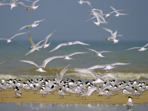 Sandwich Terns wallpaper — large colony of terns on sandy beach with birds taking flight against pale blue hazy sky