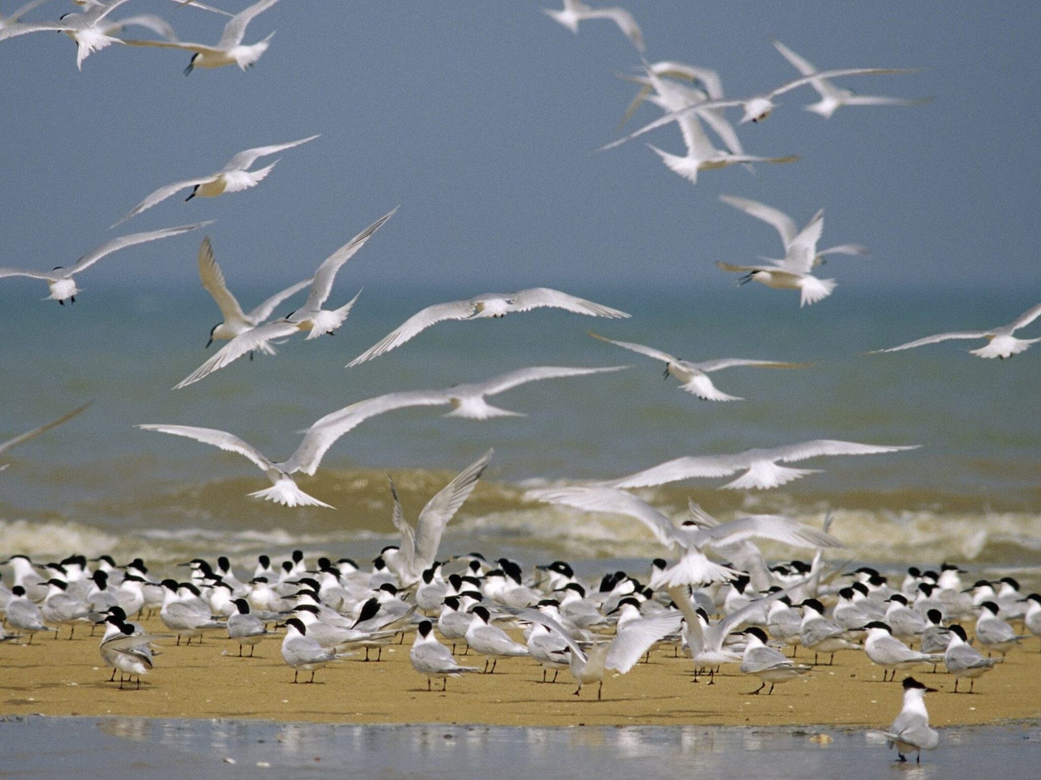Sandwich Terns wallpaper — large colony of terns on sandy beach with birds taking flight against pale blue hazy sky