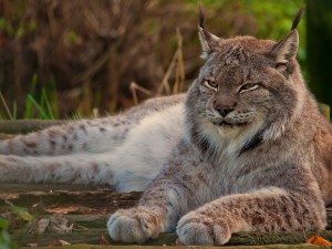 solitary lynx wallpaper — lynx resting on mossy log staring directly at camera with prominent tufted ears in woodland setting