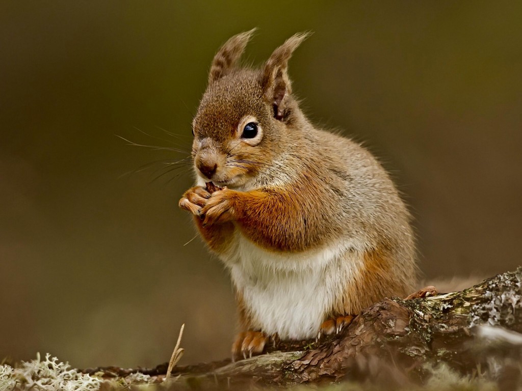 Squirrel Eating Nut Wallpaper