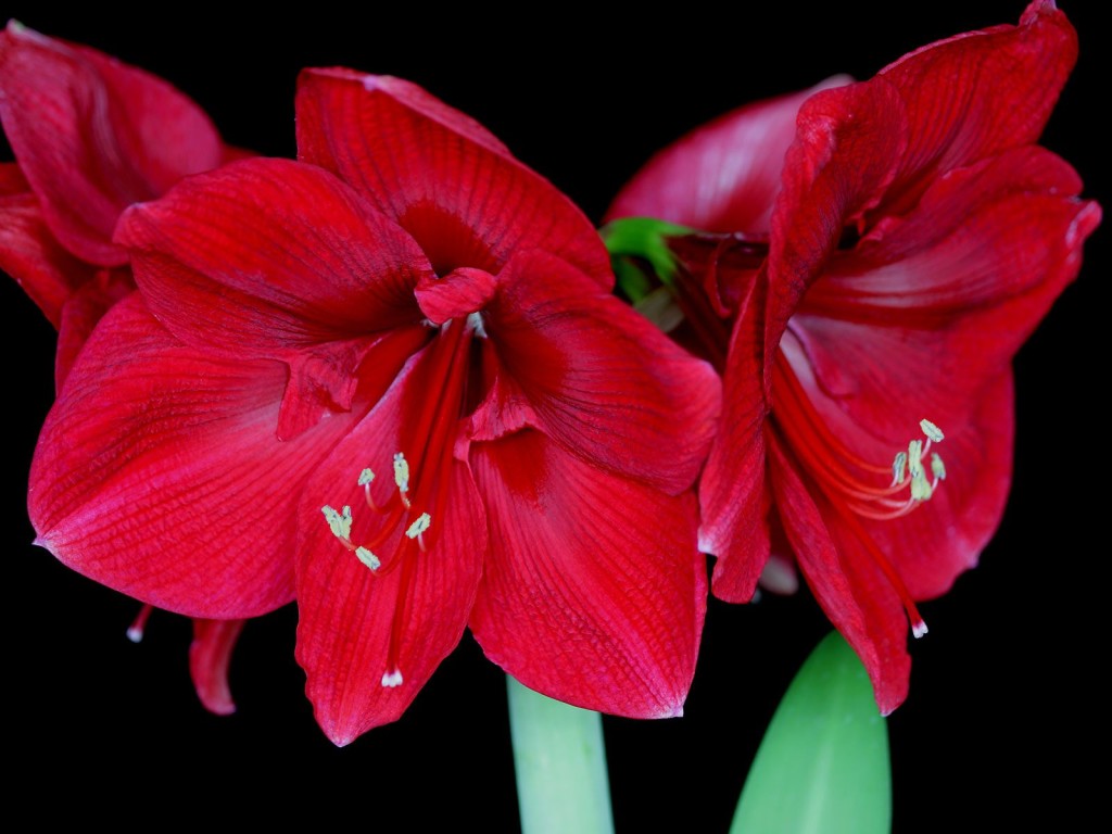 Amaryllis Blossoms