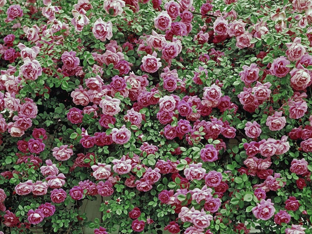 American Beauty Roses Wallpaper