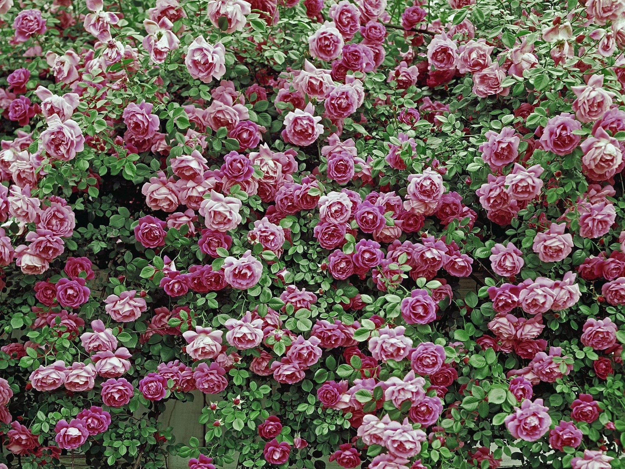 American Beauty Roses Wallpaper