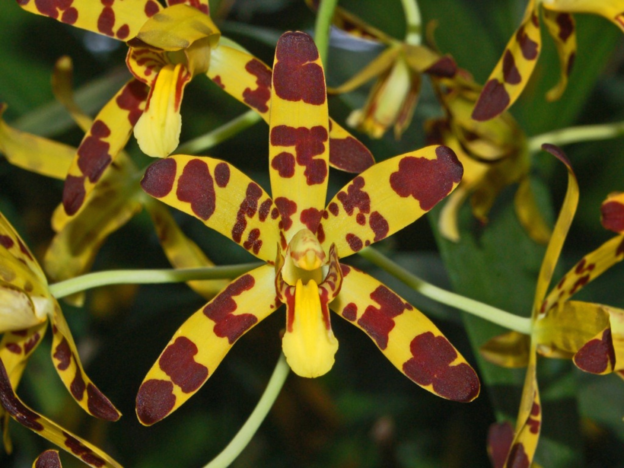 ansellia-africana-wallpaper