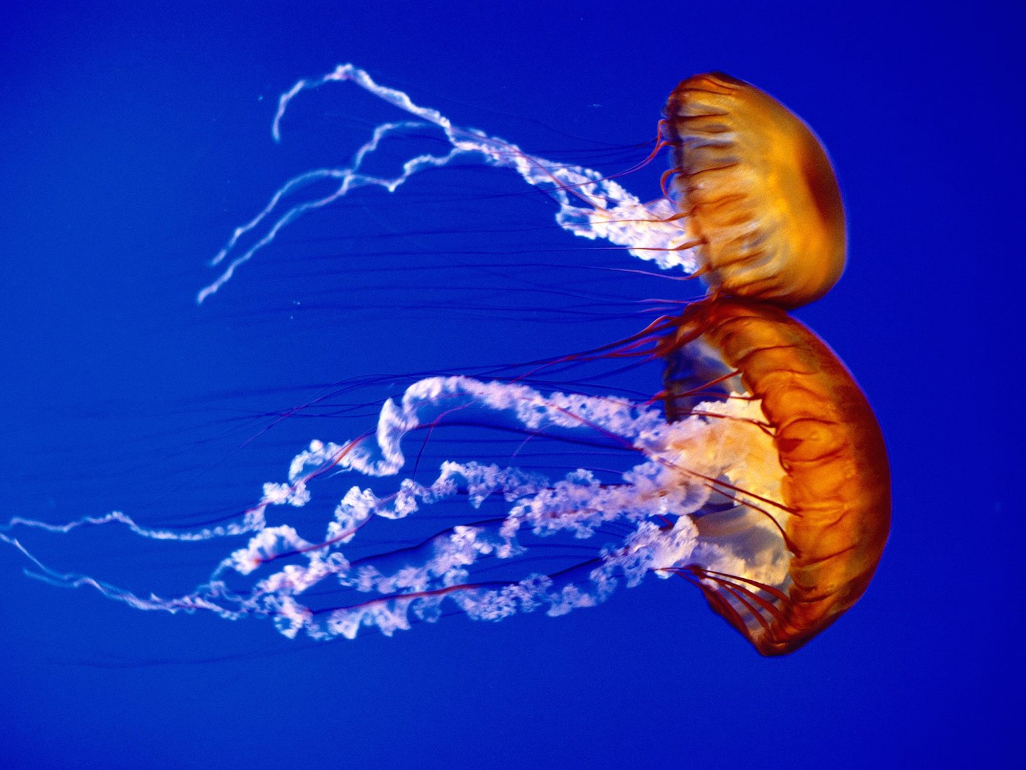 atlantic-ocean-sea-nettles-jellyfish-wallpaper