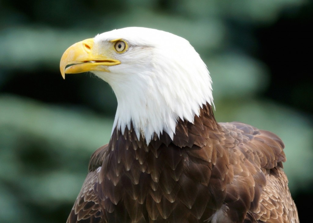 Bald Eagle Profile Wallpaper with white head, yellow beak, sharp eye, and brown feathers