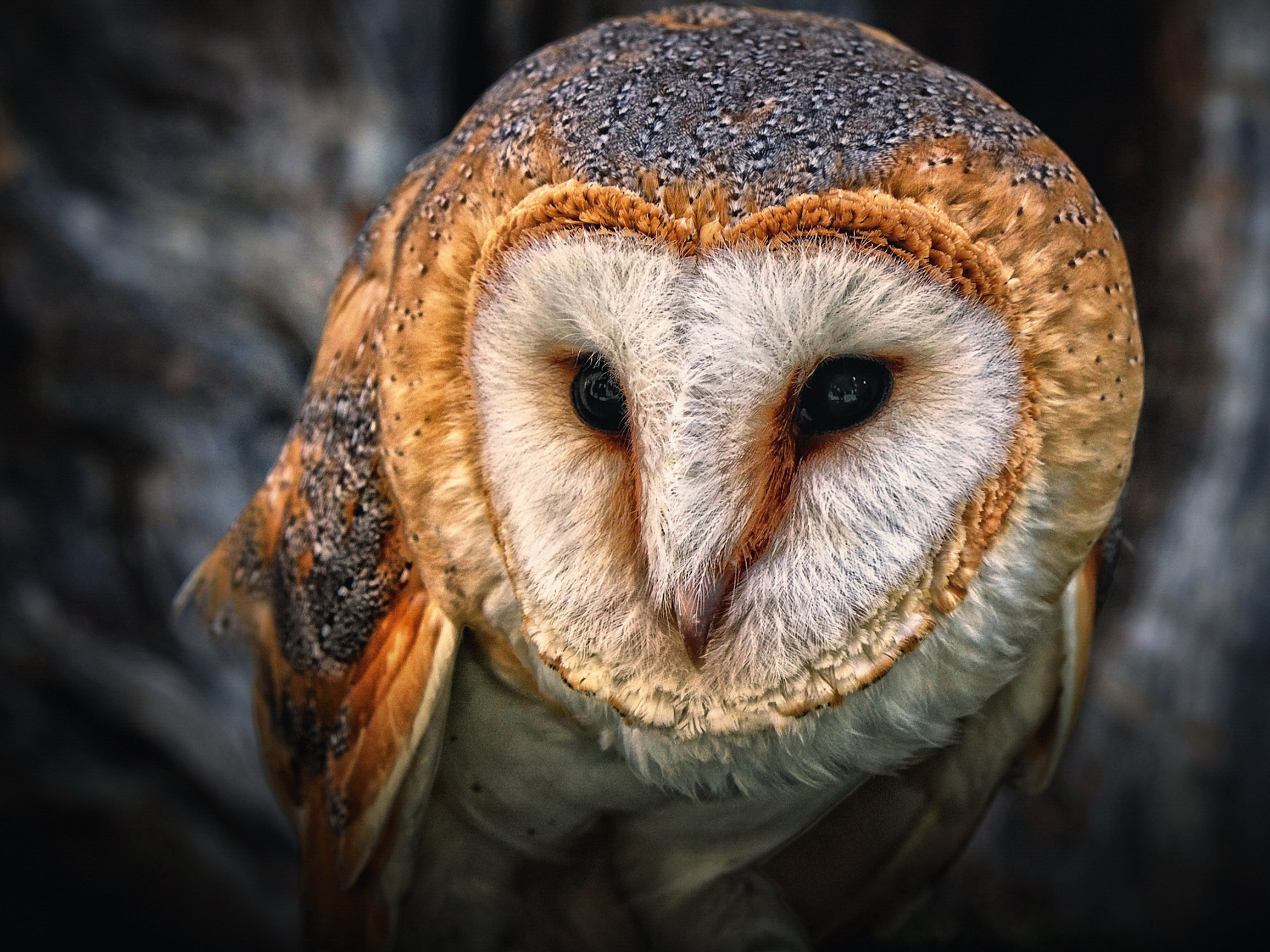 Barn owl close-up showing heart-shaped face and golden feathers