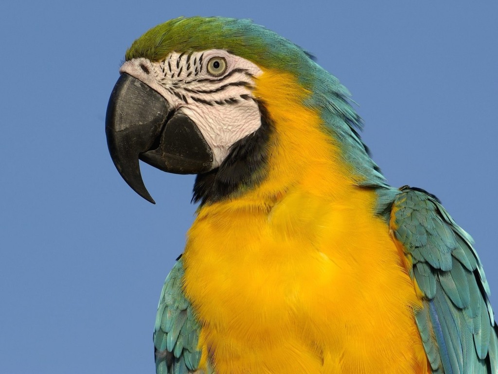 Blue and Yellow Macaw Wallpaper with golden chest, blue wings, green crown, and black beak