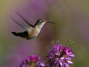 Broad-tailed hummingbird hovering beside pink flowers background