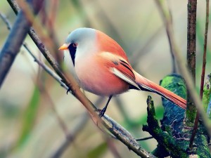 Bearded Tit Wallpaper with blue-gray head, black moustache markings, peach body, and long tail