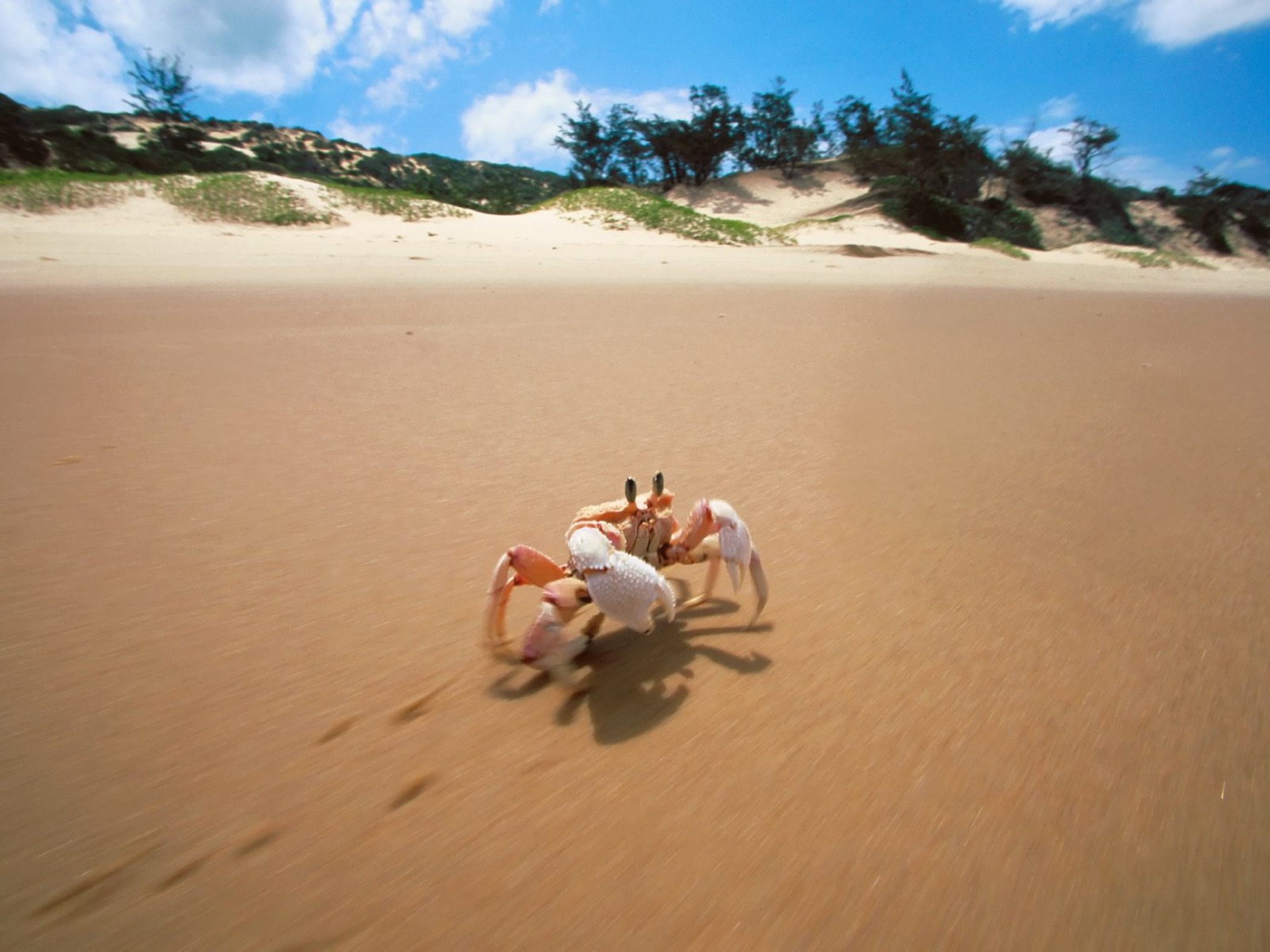Crab Bazaruto Island Mozambique Wallpaper