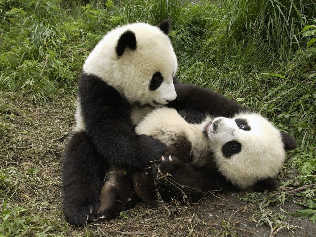 Cute Pandas Playing Wallpaper shows young Pandas at play.