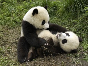 Cute Pandas Playing Wallpaper shows young Pandas at play.