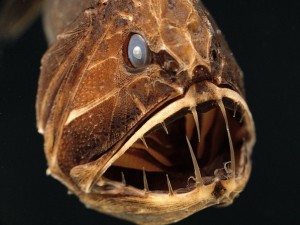 Fangtooth Fish Wallpaperer