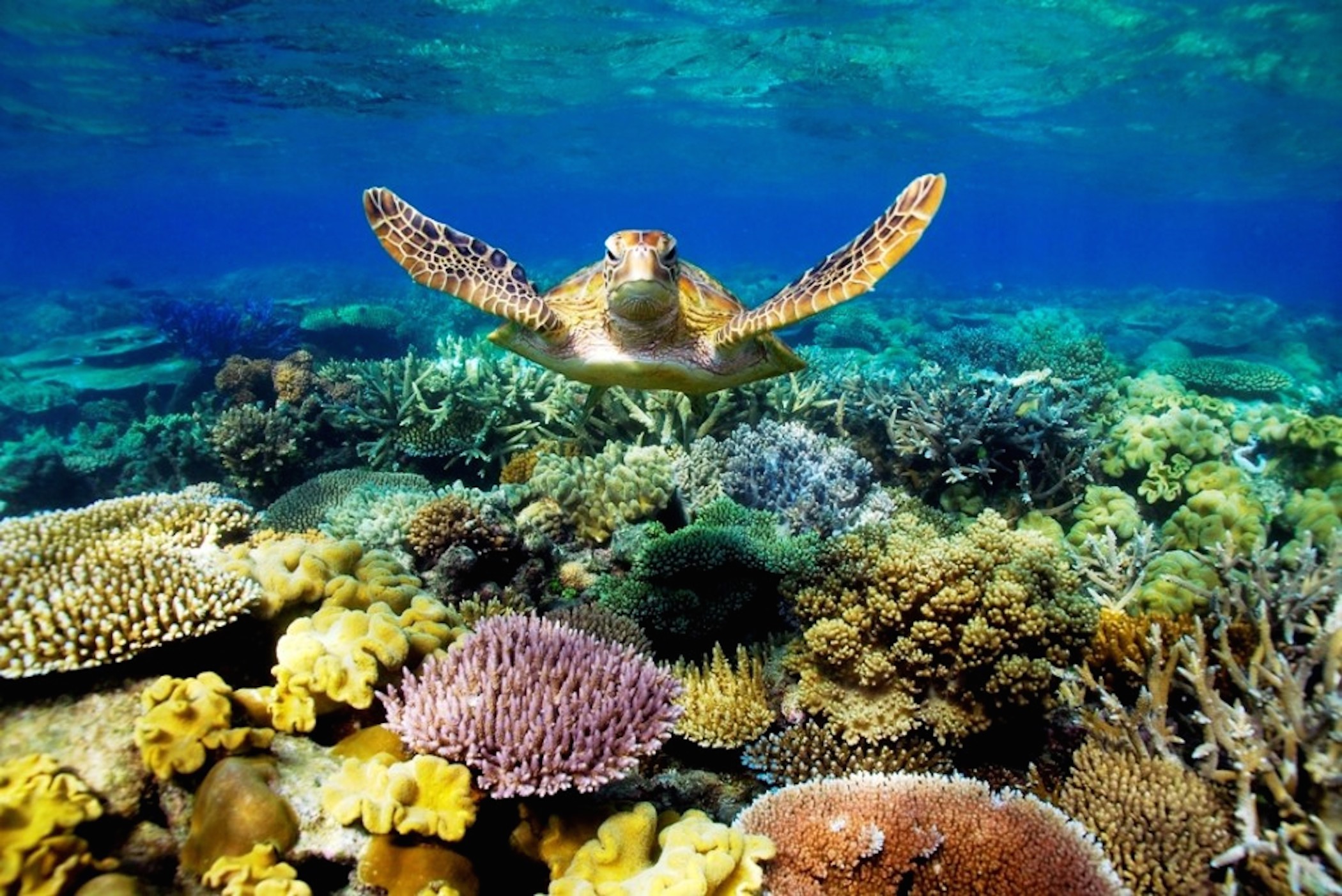 Great Barrier Reef Turtle Wallpaper