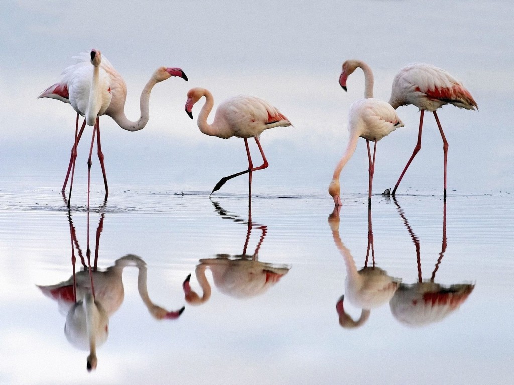Greater Flamingos Wallpaper pictures flamingos standing in shallow water with reflections
