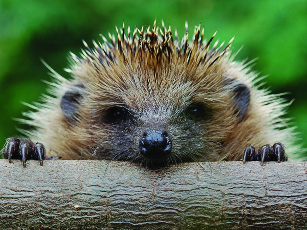 hedgehog-spiny-mammal-wallpaper