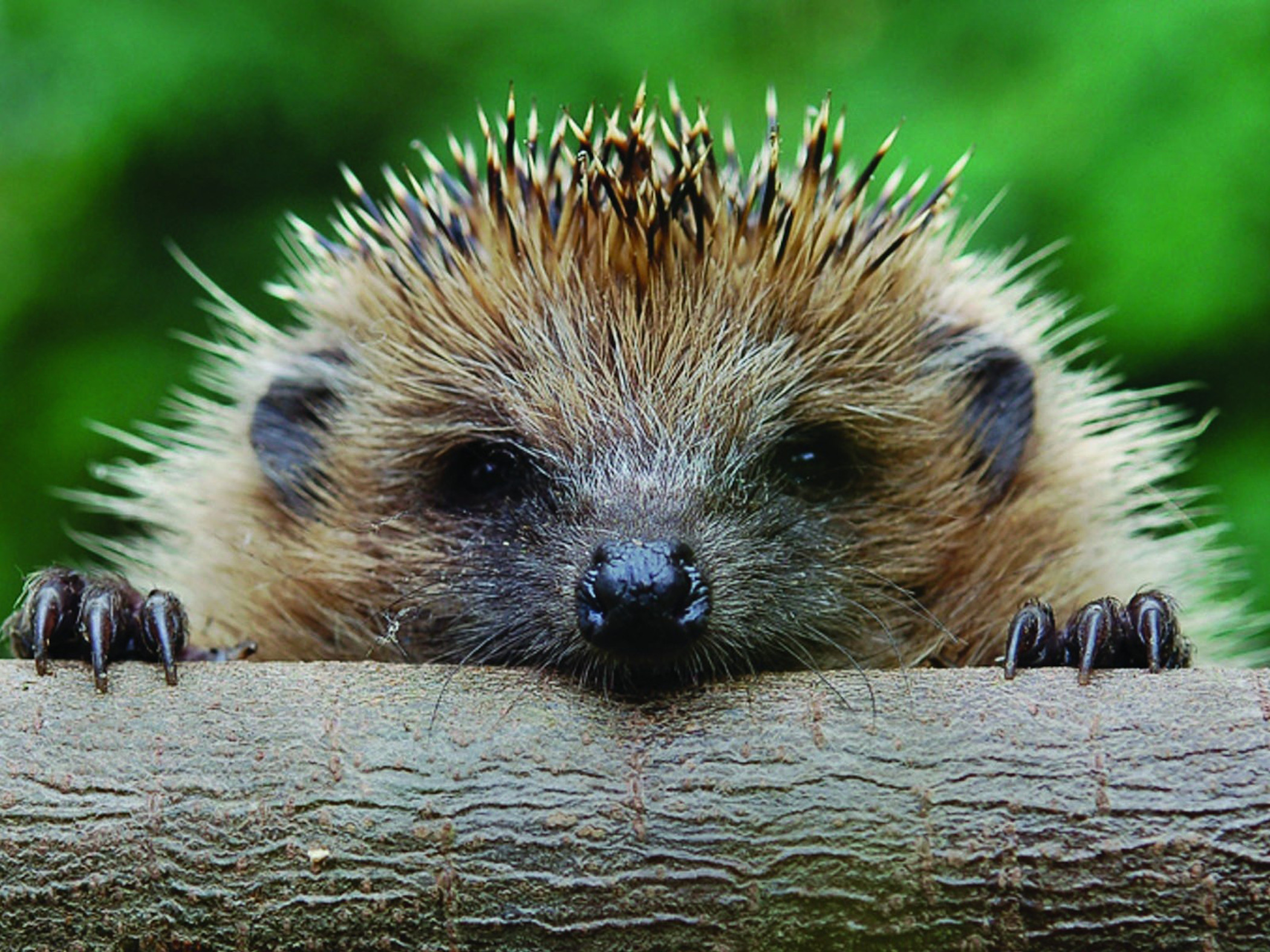 hedgehog-spiny-mammal-wallpaper