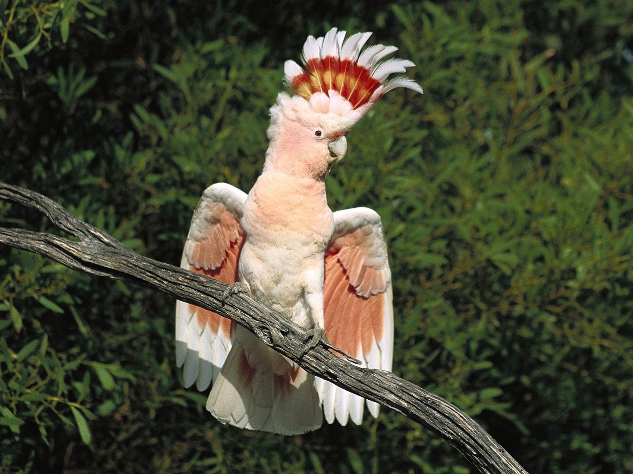 Major Mitchell Cockatoo Wallpaper with pink feathers and colorful crest
