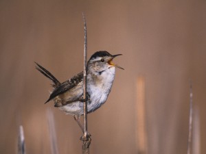 Marsh Wren Wallpaper shows Marsh wren bird perched on reed singing in wetland habitat