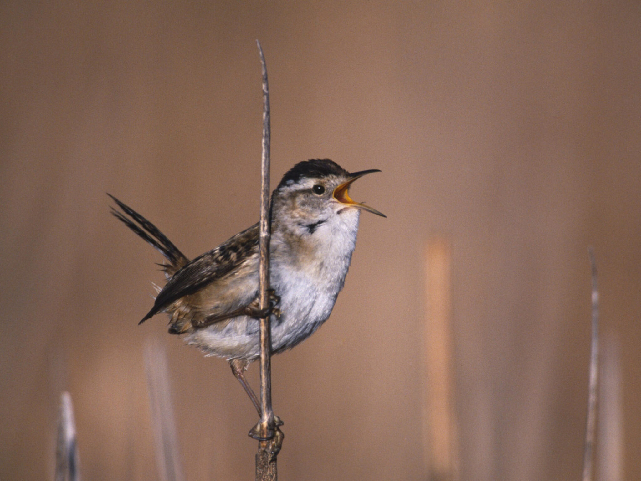 Marsh Wren Wallpaper shows Marsh wren bird perched on reed singing in wetland habitat