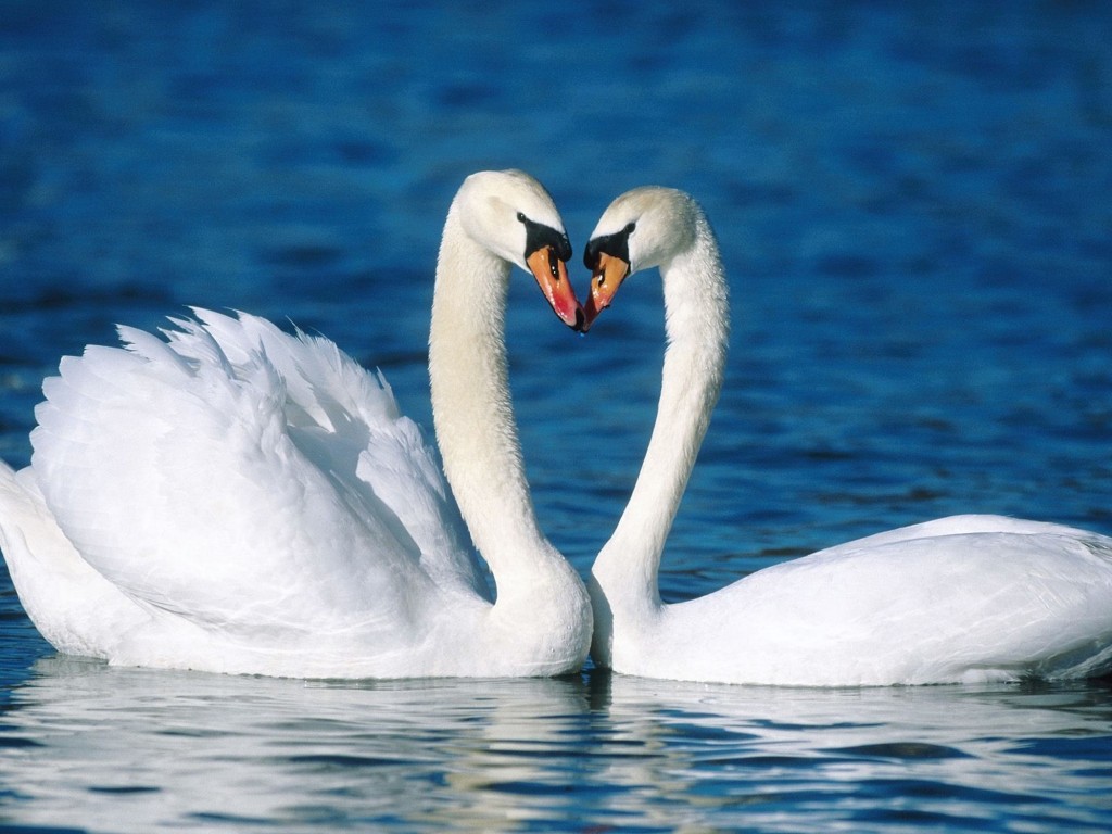 Mute Swans Wallpaper with two white swans touching bills on blue water